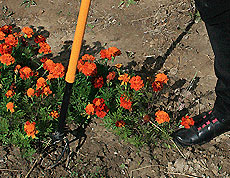 Ручной культиватор